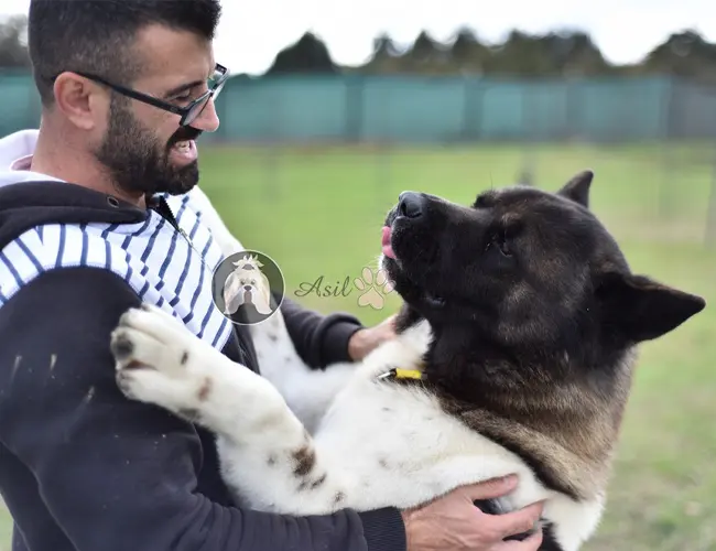 Ersoy Kaplan, Asil Yavrular'dan sahiplendiği Poodle yavru köpeğiyle