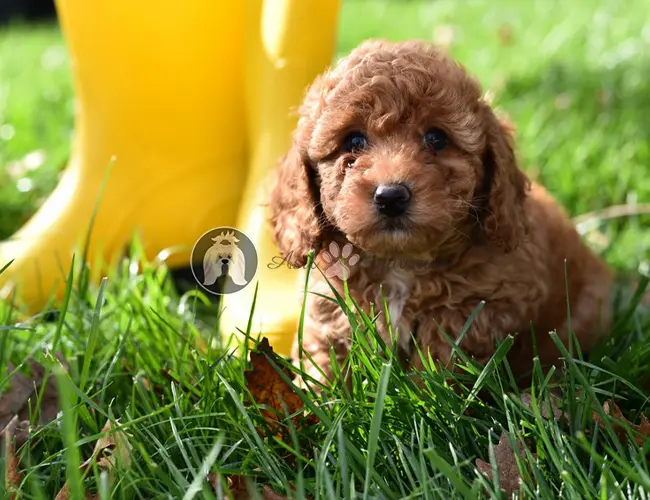 Asil Yavrular'da sağlık ve ırk garantili Poodle yavru köpeği
