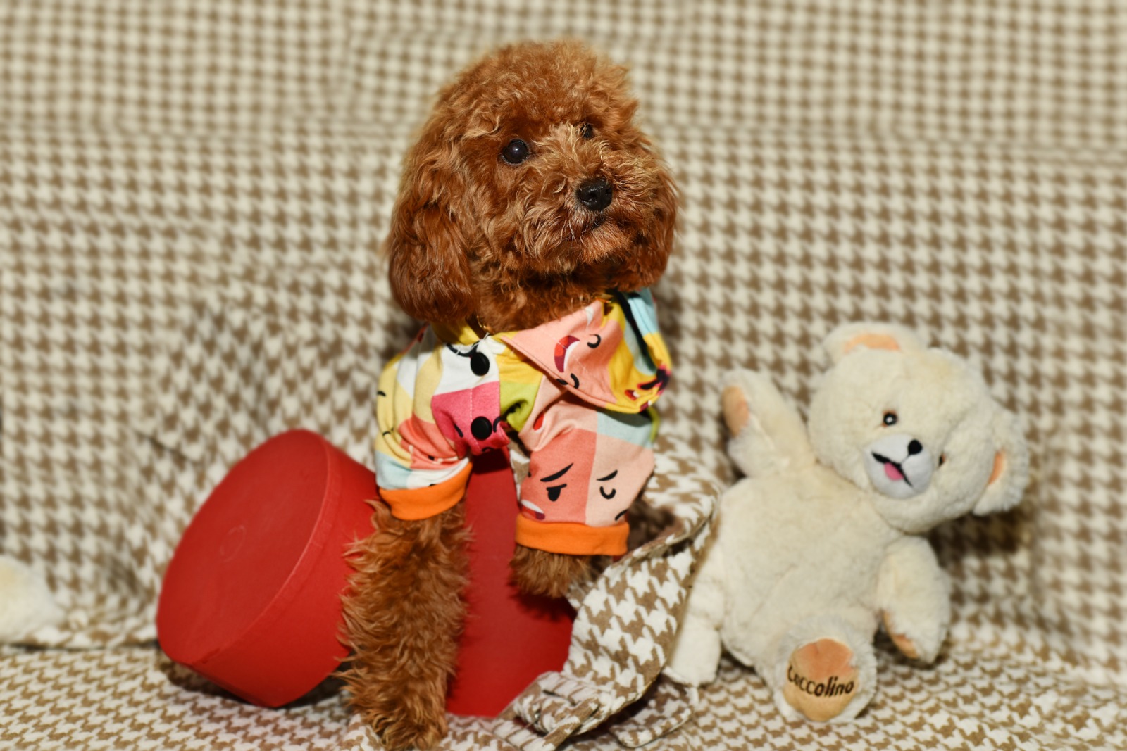 Asil yavrular toy poodle köpek