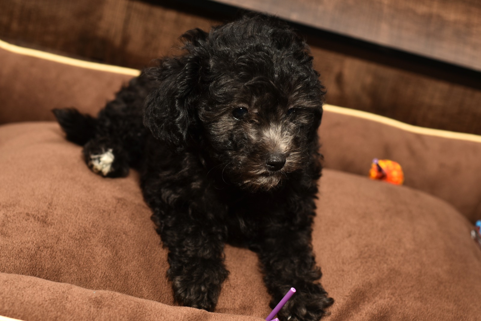 ( kaniş )oy Poodle Fiziksel Özellikleri