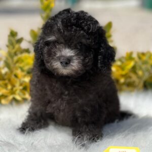Erkek Silver Toy Poodle (Vidar)