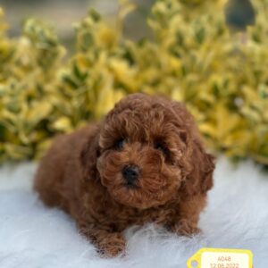 Dişi Toy Poodle (Lazy)
