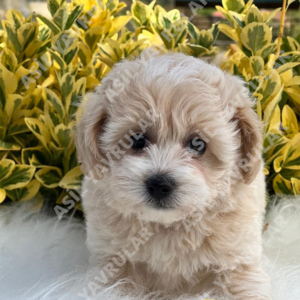 Maltipoo Yavrusu Ev Kurallarını Nasıl Öğrenir?