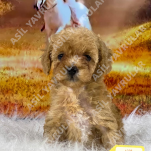 Dişi Maltipoo (Oak)