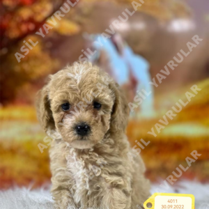 Dişi Maltipoo (Oba)