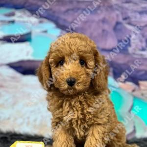 Dişi Poodle (Infant)