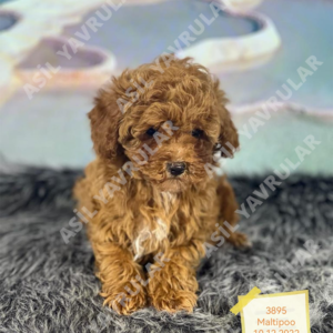 Dişi Maltipoo (Ilcan)