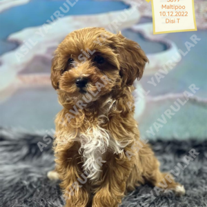Dişi Maltipoo (Ida)