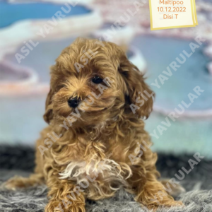 Dişi Maltipoo (Ilgaz)