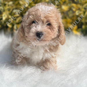 Maltipoo (Jala)