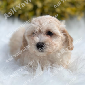 Maltipoo (Jagger)