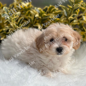 Maltipoo (Jakar)