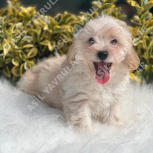 Küçük Irk Yavrular İçin Gezdirme Rehberi