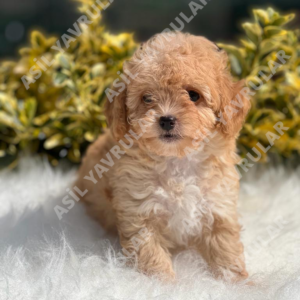 Yavru Köpekler İçin Uyku Düzeni Nasıl Oluşturulur?