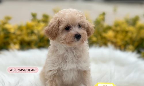 Maltipoo Yavrusu Nasıl Eğitilir?