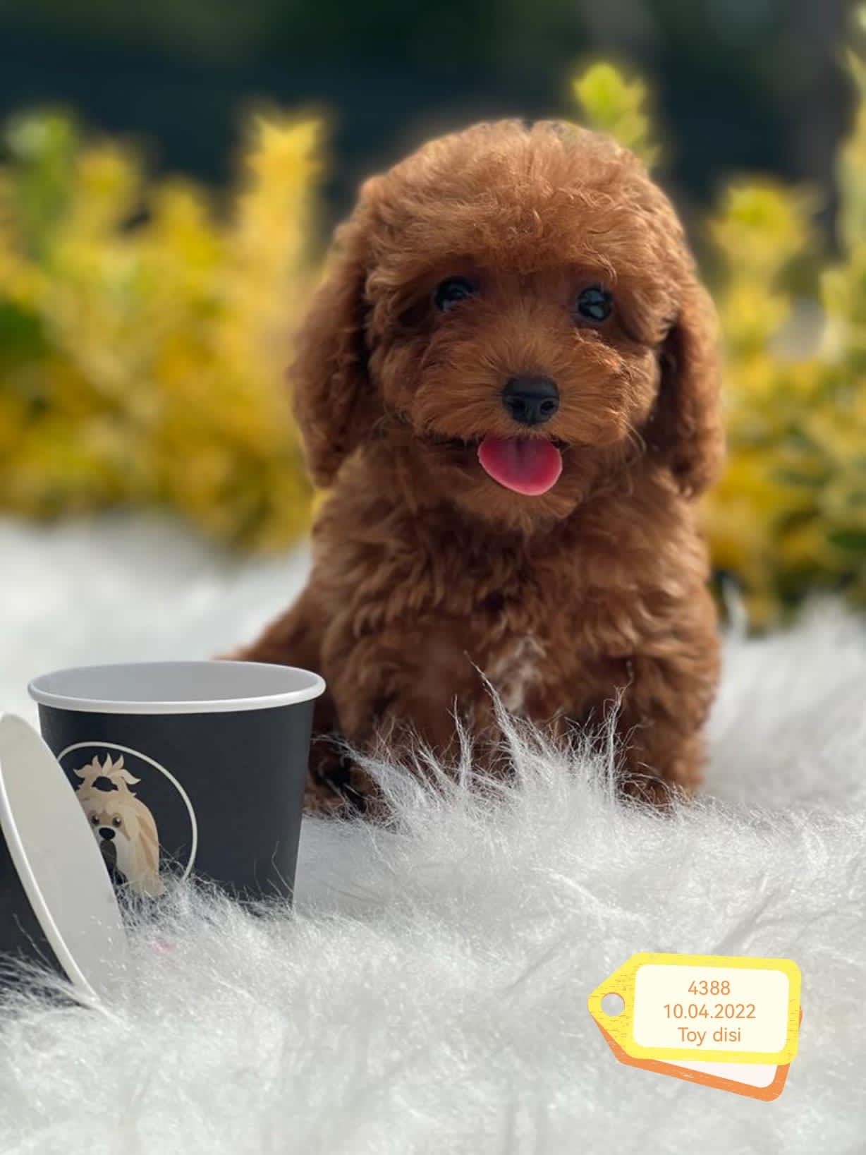 Yavru Köpeklerde Ağız ve Diş Sağlığı