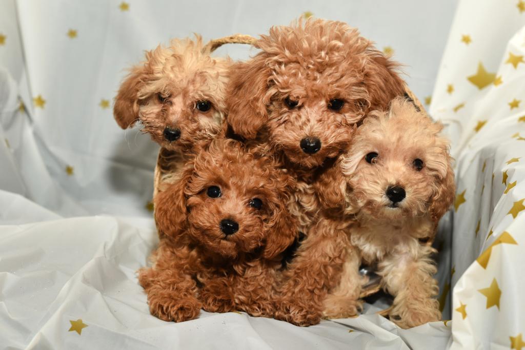 Alerjisi Olanlar İçin Toy Poodle Uygun mu?