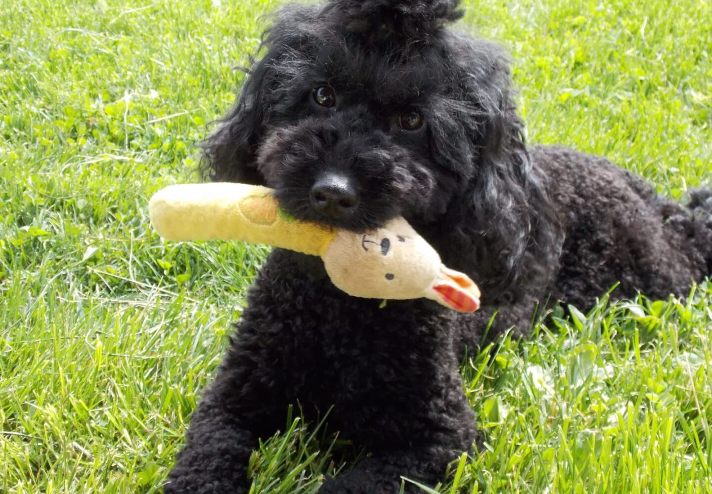 Yavru Köpekle Seyahat Küçük Irklar İçin Tüyolar