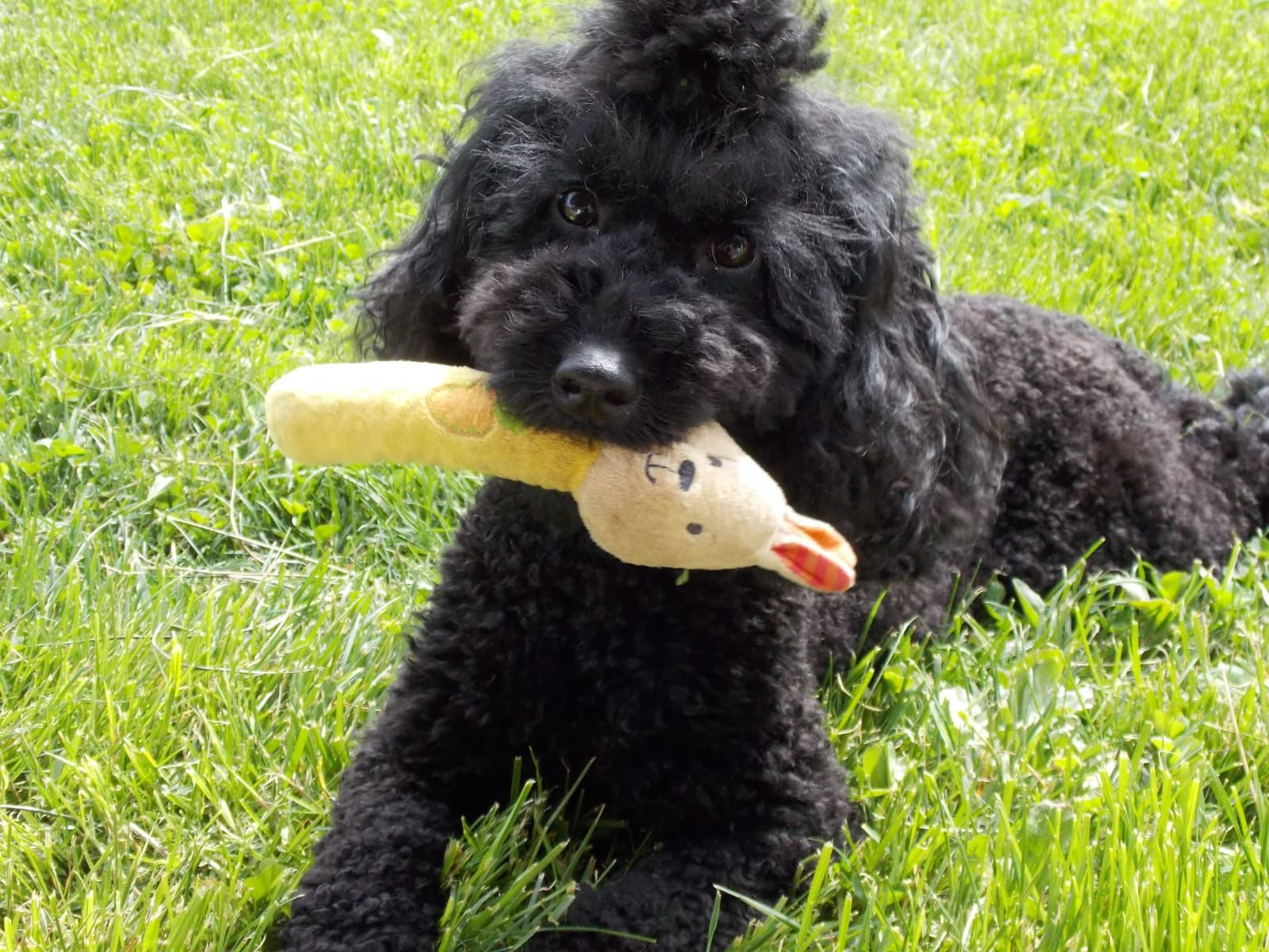 Yavru Köpekle Seyahat Küçük Irklar İçin Tüyolar