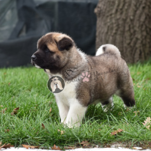 amerikan-akita