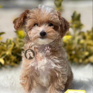 maltipoo