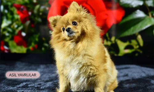 Evinizin Yeni Yavrusu Pomeranian