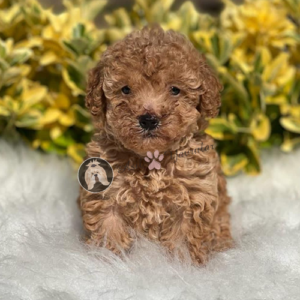 toy-poodle