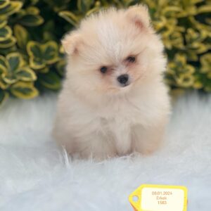 Pomeranian (pes)