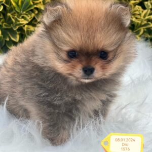 Pomeranian (tay)