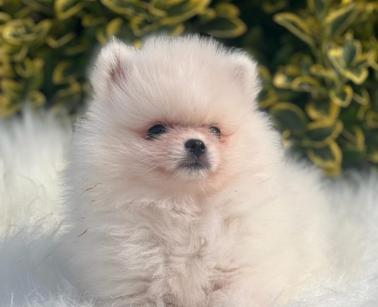 Pomeranian Yavrusu Bakımı