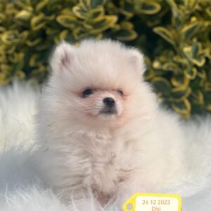 Pomeranian Yavrusu Bakımı