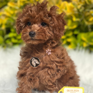 Poodle (Duman)
