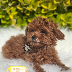 Poodle (Dusty)