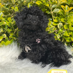 Poodle (Bart)
