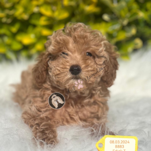 Poodle (Baxi)