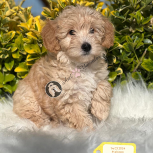 Maltipoo Özellikleri