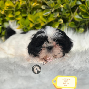 Shih Tzu (Dingi)
