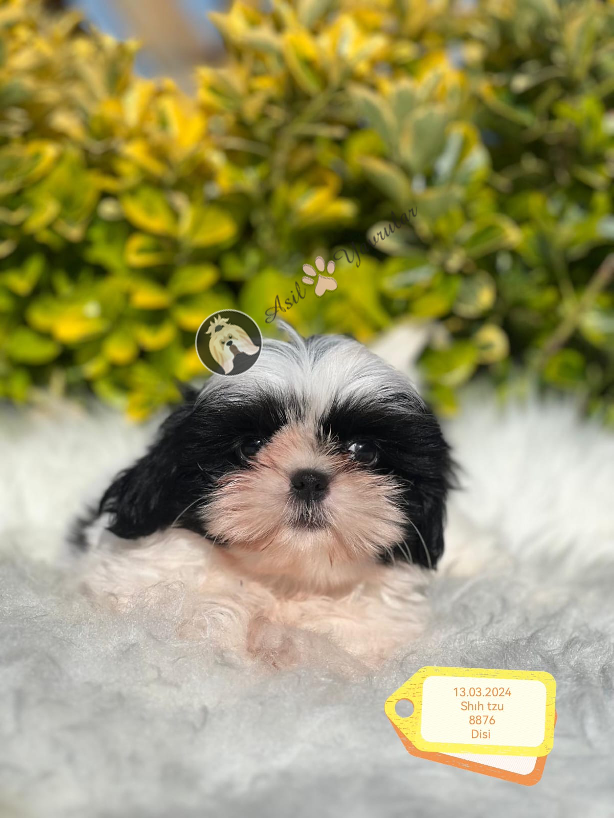 Shih Tzu (Dino)
