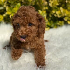 Poodle(Riley)