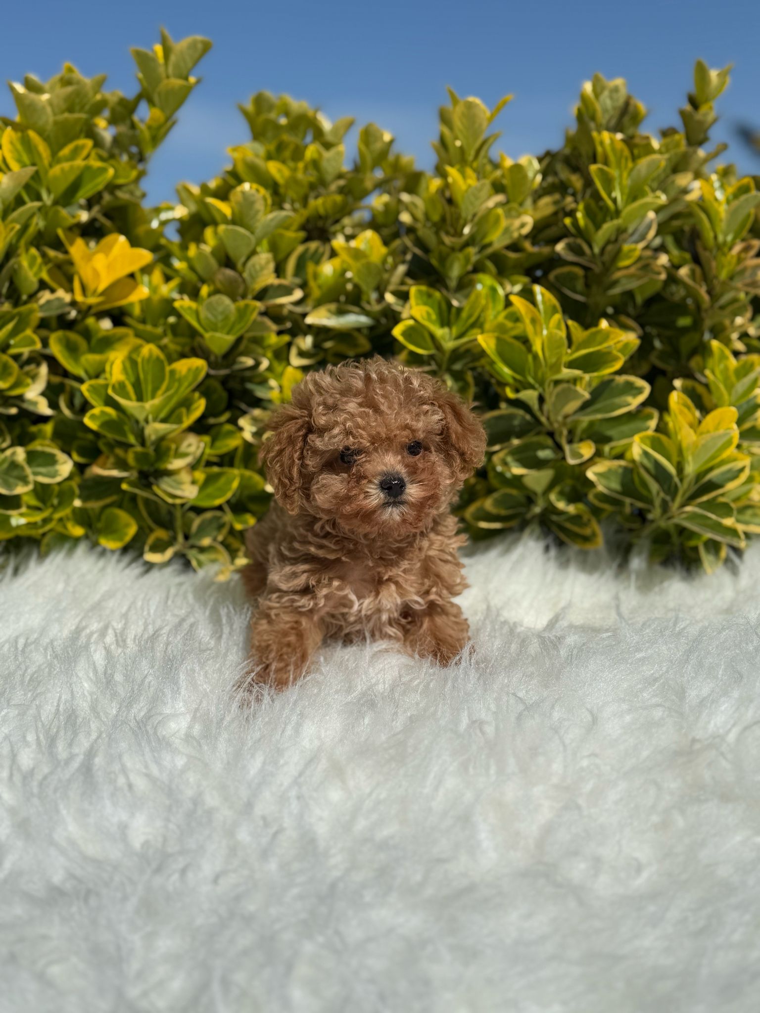 Poodle(Snowy)