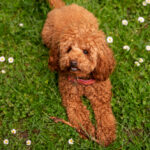 Cookie Köpek İle Hayatınıza Renk Katın