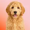 Goldendoodle
