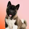 Amerikan Akita