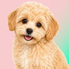 Maltipoo