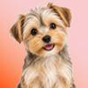 Morkie