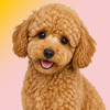 Poodle