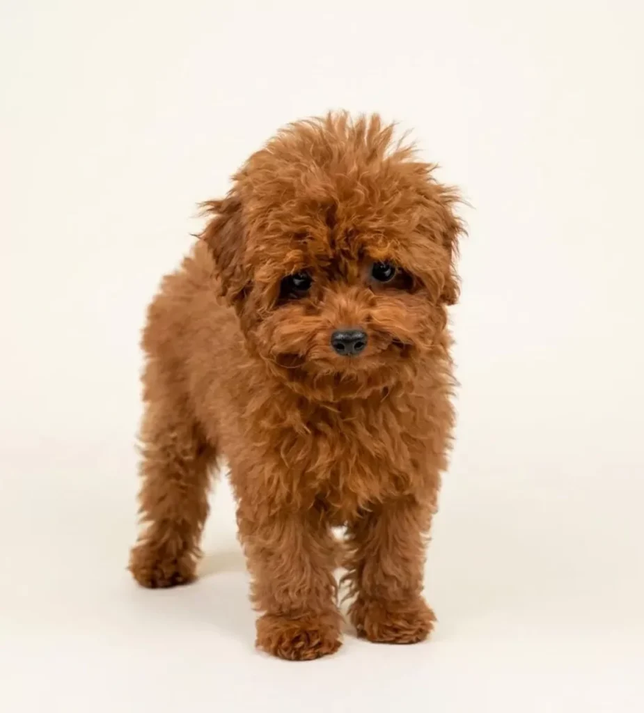 Ahududu – satılık kızıl Toy Poodle yavrusu