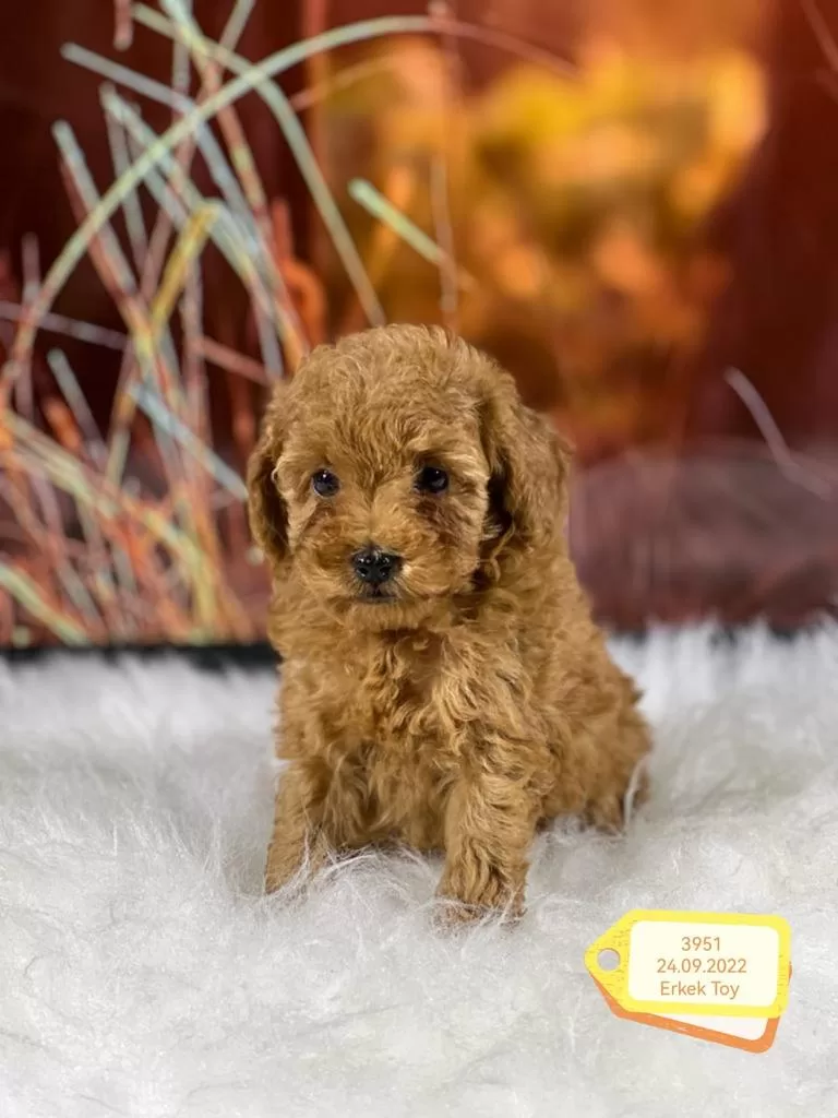 Hazel