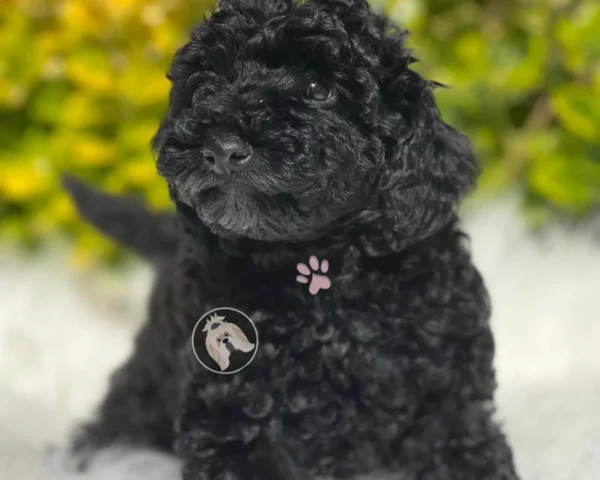 Charlie