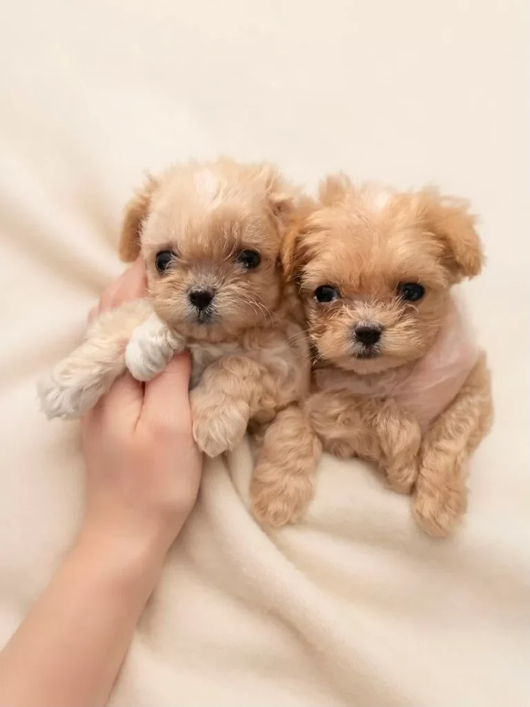 Beze & Pudra – satılık Maltipoo yavruları